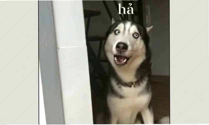 Mèo nhìn 
