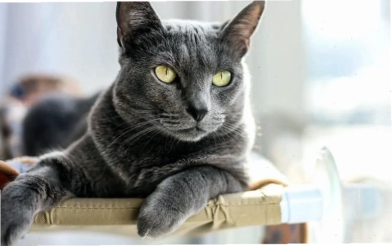 Mèo xám tro vào nhà báo hiệu điều gì