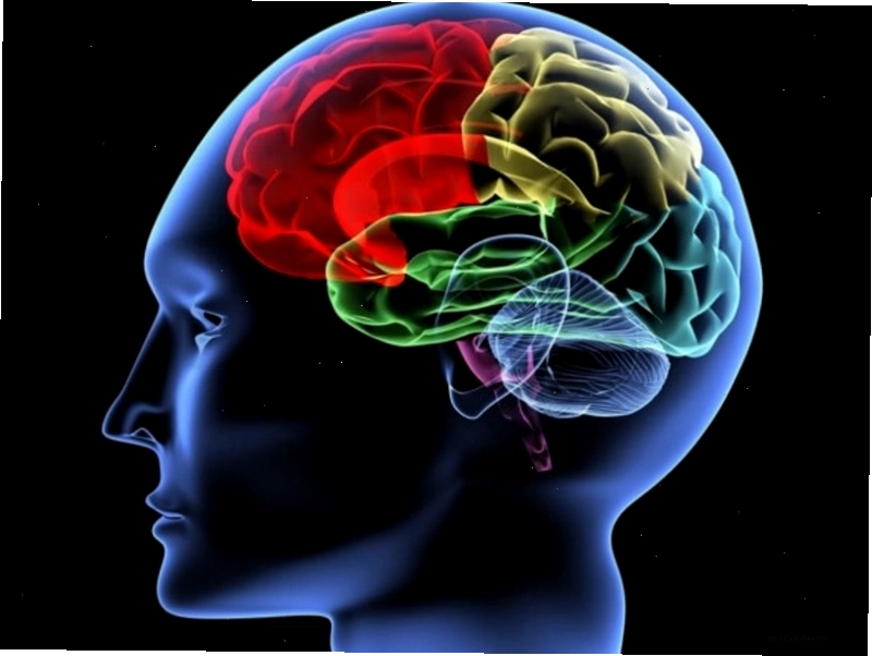 Minh họa các bệnh lý thần kinh thường gặp như đột quỵ, Parkinson, Alzheimer