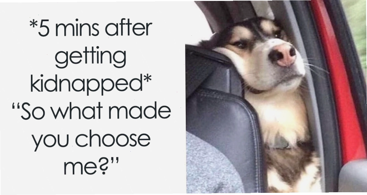 Một tập hợp các meme pictures hài hước và ngẫu nhiên, thể hiện sự đa dạng của văn hóa mạng