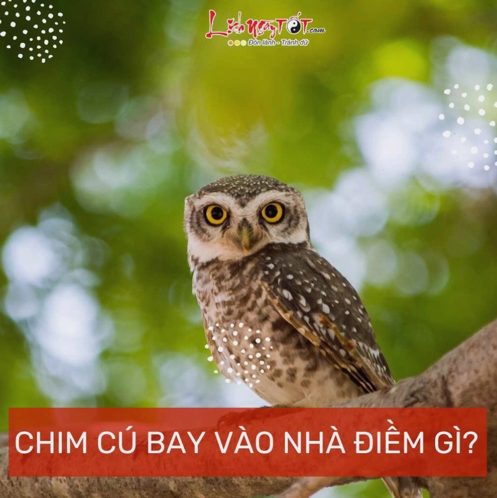 Nhiều loài chim khác nhau khi bay vào nhà đều mang những ý nghĩa đặc biệt