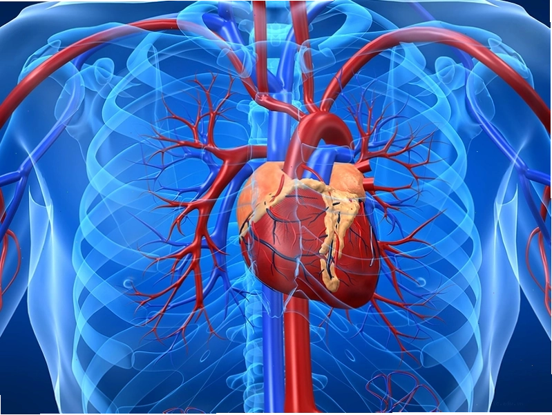 Sơ đồ cấu tạo tơ cơ actin và myosin