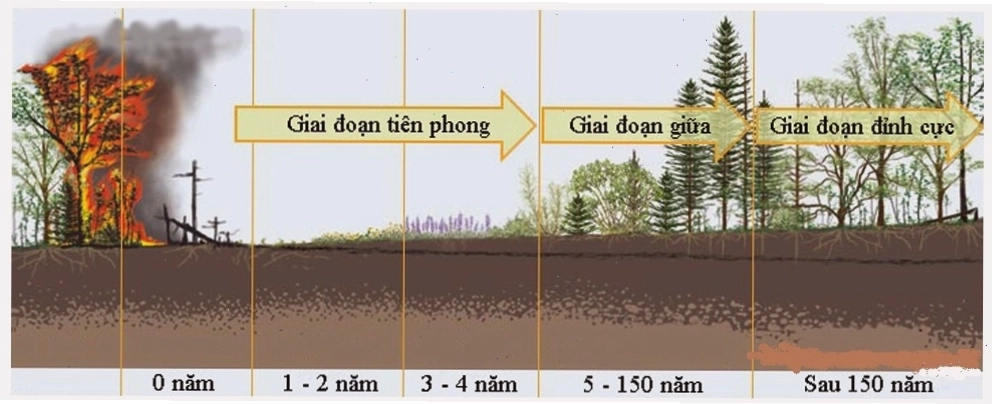 Sơ đồ minh họa các giai đoạn của diễn thế sinh thái