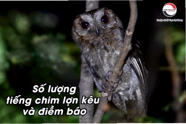 Số lượng tiếng chim lợn kêu có thể mang những điềm báo khác nhau