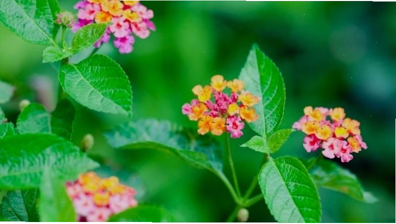 Sử dụng đất trồng tơi xốp để cây ngũ sắc phát triển khỏe mạnh