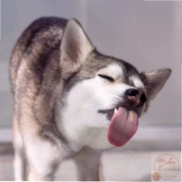 Tổng hợp các ảnh meme liếm màn hình hài hước