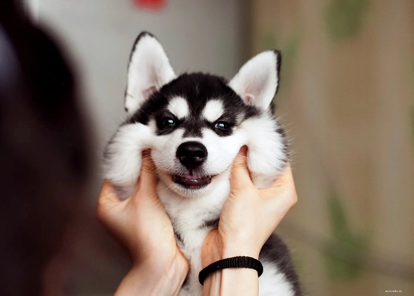 Tổng hợp meme chó Husky ngáo lầy lội, dễ thương và siêu hài hước