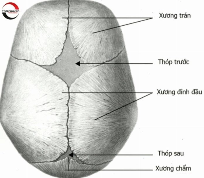 Tướng đầu đàn ông và vận mệnh