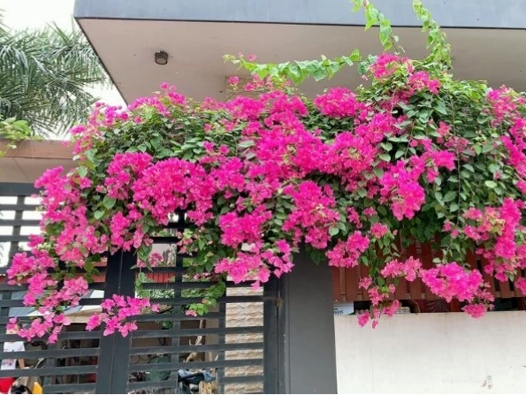Vị trí đặt cây hoa giấy hợp phong thủy