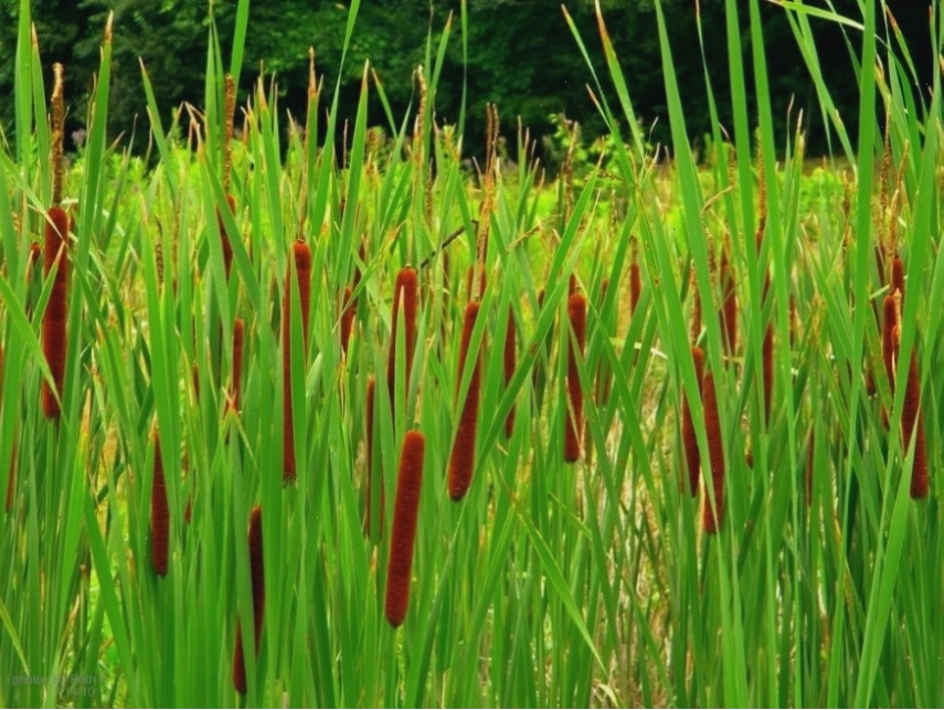wetland la gi