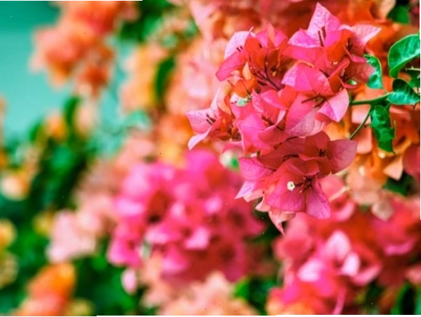 Ý nghĩa phong thủy của cây hoa giấy