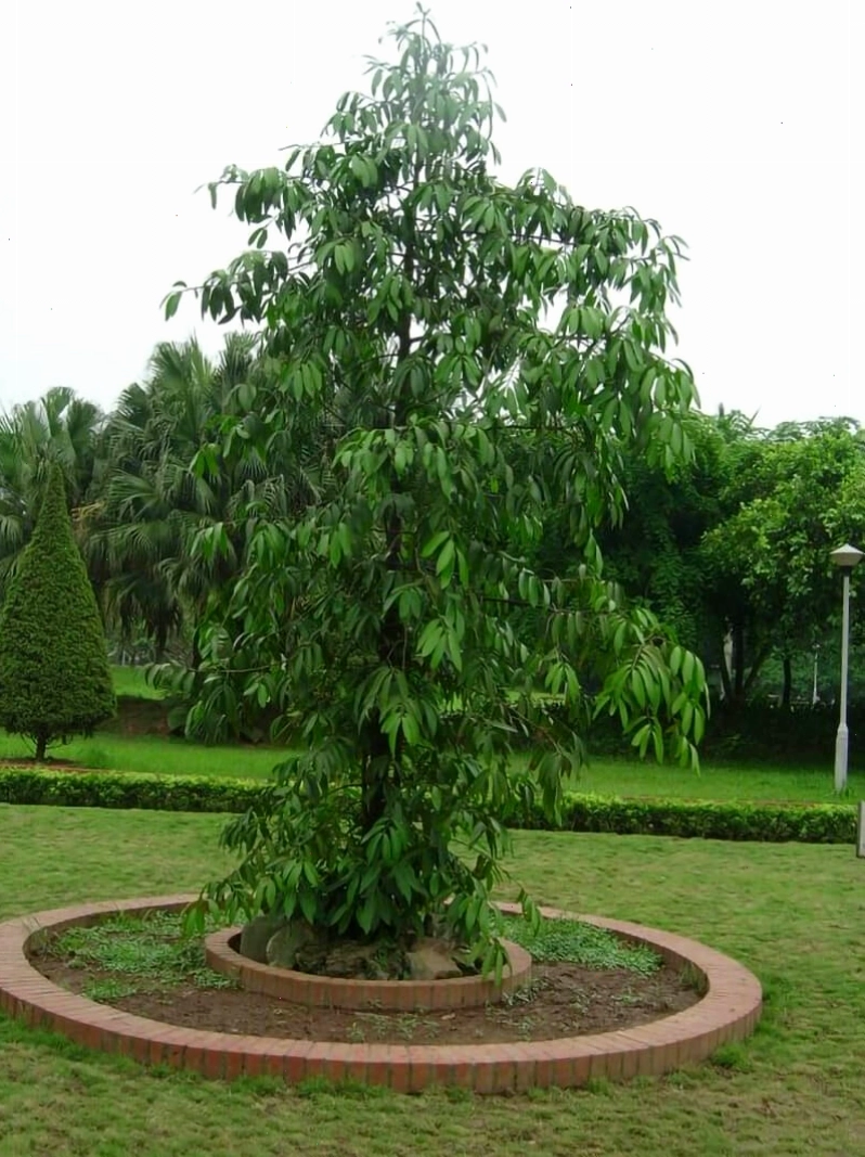 Ý nghĩa phong thủy của cây kim giao trong việc thu hút tài lộc và may mắn