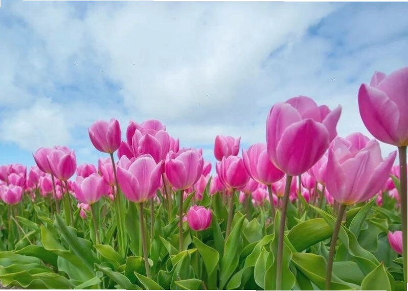 Ý nghĩa và vẻ đẹp của hoa Tulip