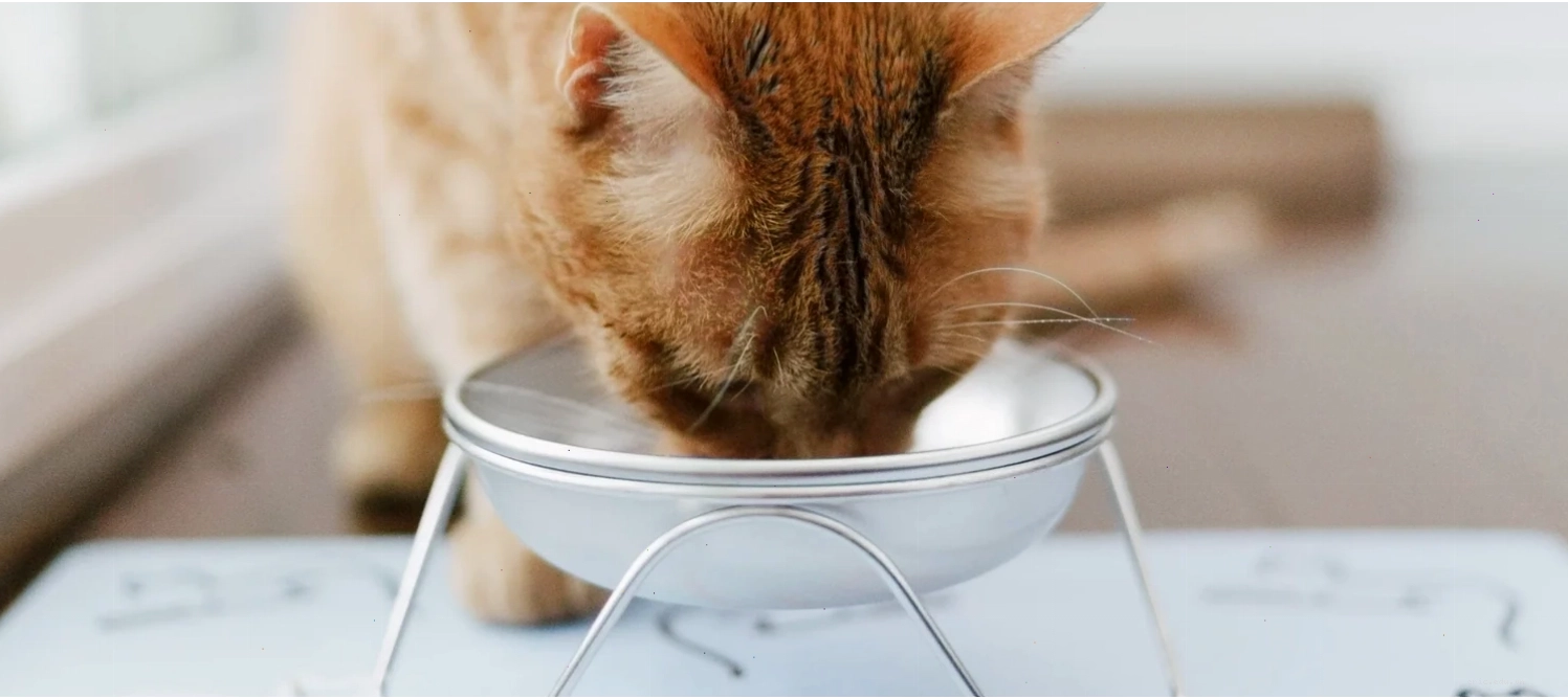 Cat eating from a sustainable pet bowl on a stand