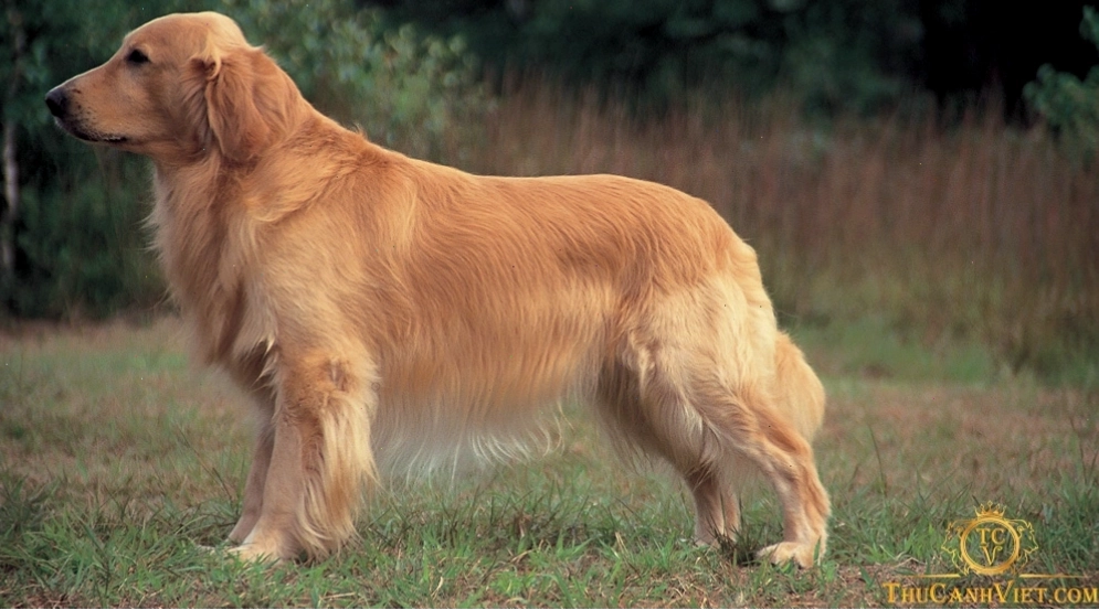 Chú chó Golden Retriever với bộ lông dày cần được nuôi dưỡng bởi chế độ ăn giàu dinh dưỡng