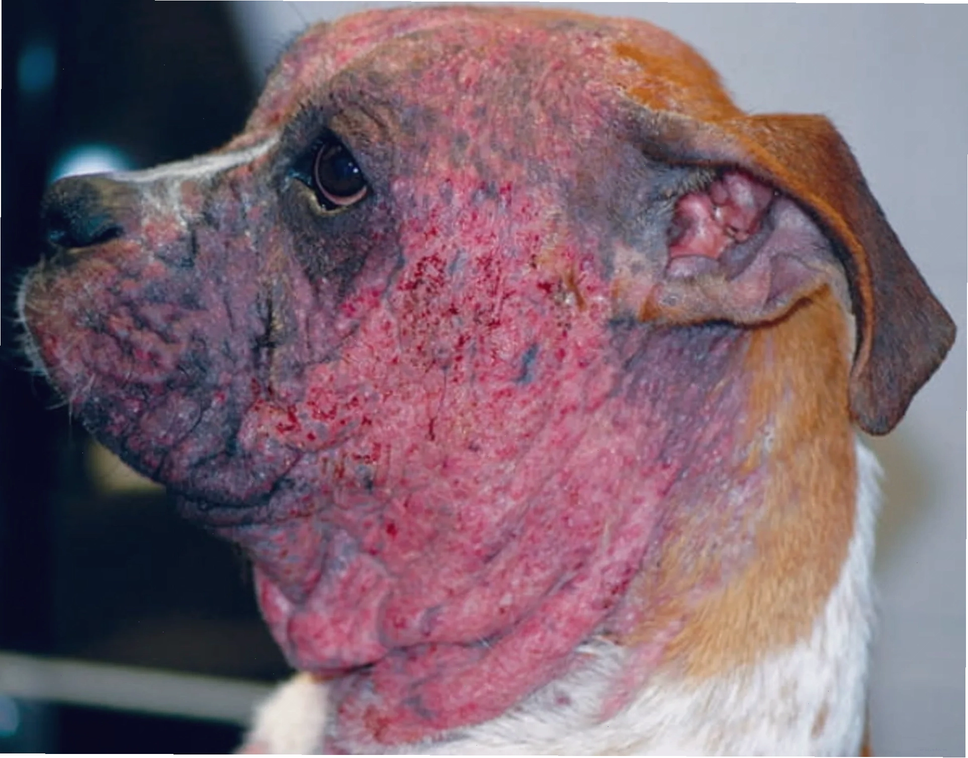 Hình ảnh chi tiết các vùng da bị tổn thương do ký sinh trùng ghẻ Demodex gây ra