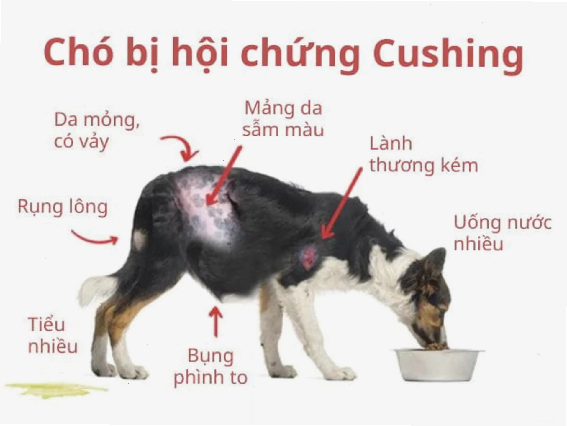 Triệu chứng điển hình của chó bị rụng lông do gặp vấn đề về hội chứng Cushing