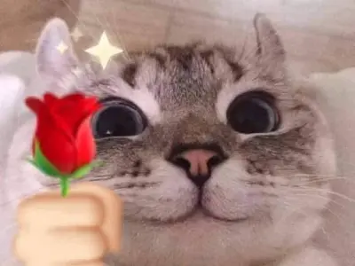 Tải ngay meme mèo hài hước để tăng độ mặn cuộc trò chuyện