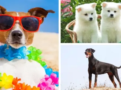 Bộ sưu tập hình nền chó siêu cưng khiến ai cũng mê mẩn