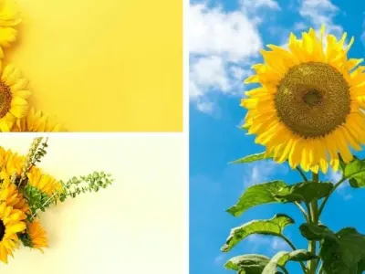 Tuyển tập hình nền hoa hướng dương tỏa sáng ấn tượng