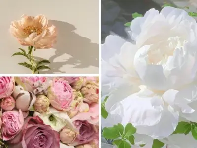 Bộ sưu tập hình nền hoa mẫu đơn ấn tượng khó rời mắt