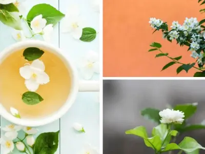 Say đắm trước hình nền hoa nhài tinh tế cho màn hình