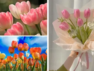 Khám phá bộ 50+ hình nền hoa tulip ngập tràn sắc xuân