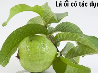 Lá ổi có tác dụng gì? Từ làm đẹp đến phòng ngừa bệnh tật