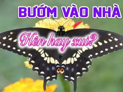 Bướm bay vào nhà có sao không và điềm báo may rủi?