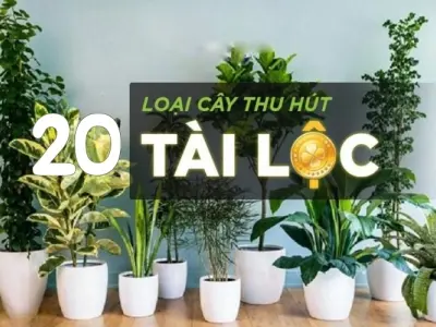 +20 cây phong thủy giúp hút tài lộc và may mắn cho gia chủ