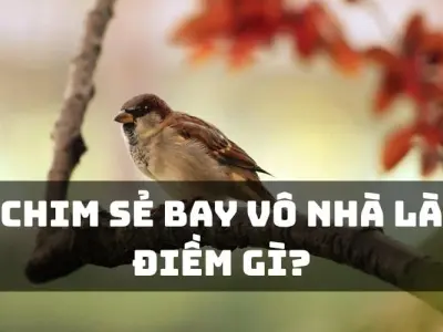 Chim bay vào nhà có sao không theo quan niệm dân gian?