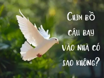 Giải mã chim bồ câu bay vào nhà có sao không và ý nghĩa