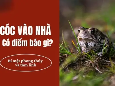 Giải mã cóc vào nhà có sao không và ý nghĩa phong thủy?