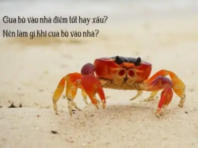 Giải mã gặp cua bò ngang báo hiệu điều gì sắp xảy ra