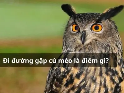 Đi đường gặp cú mèo là điềm gì theo quan niệm dân gian?