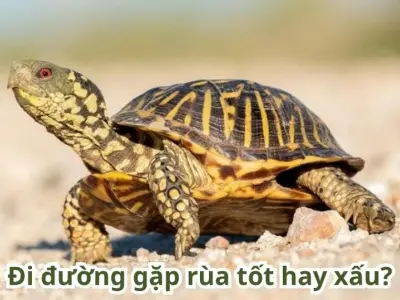 Giải mã đi đường gặp rùa tốt hay xấu và ý nghĩa tâm linh