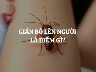 Giải mã hiện tượng gián bò lên người có điềm gì chính xác