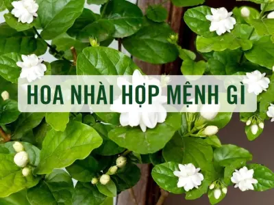 Hoa nhài hợp mệnh gì? Bí quyết chọn cây phong thủy