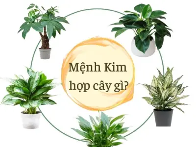 Mệnh Kim hợp cây gì để thu hút tài lộc và may mắn?