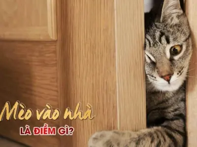 Mèo vào nhà có sao không tốt hay xấu theo tâm linh?