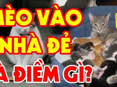 Mèo vào nhà đẻ có sao không theo quan niệm dân gian xưa