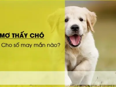 Mơ thấy chó đánh số mấy chuẩn xác và dễ trúng nhất?