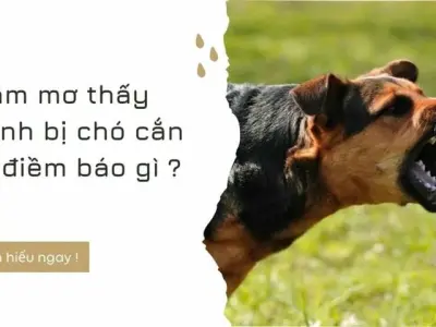 Nằm mơ thấy con chó cắn là điềm báo lành hay dữ?