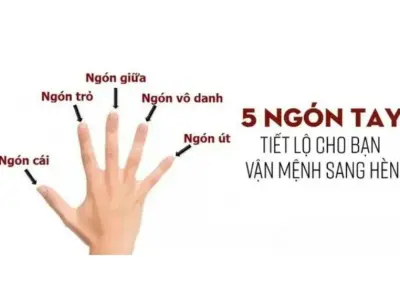 Giải mã nhân tướng học ngón tay qua độ dài và hình dáng