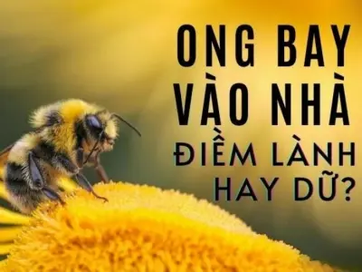 Ong bay vào nhà có điềm gì và ý nghĩa tốt xấu ra sao?
