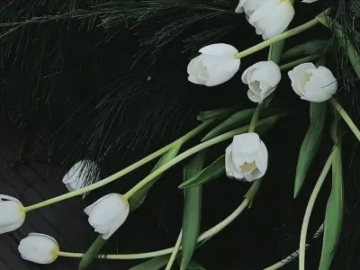 Bộ sưu tập ảnh avatar hoa tulip đẹp và lãng mạn nhất