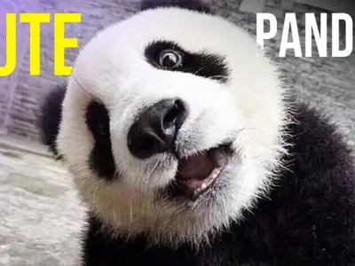 Ảnh gấu trúc meme đáng yêu giúp troll bạn bè cực vui