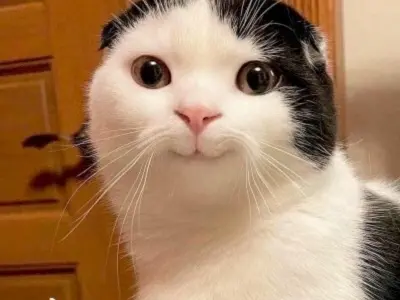 Ảnh hình meme vui nhộn lan truyền mạnh trên mạng xã hội