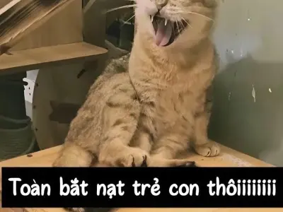 Tuyển chọn ảnh meme bựa cực độc lạ và vui nhộn nhất
