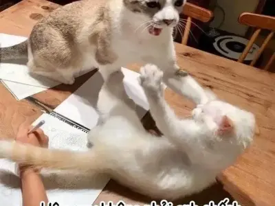 Ngắm ngay ảnh meme đánh cực chất siêu vui nhộn